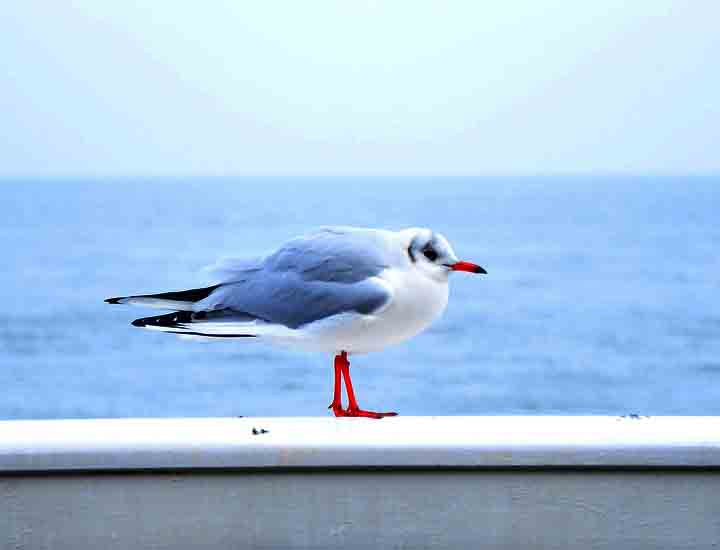 ddos攻击器安卓ios下载